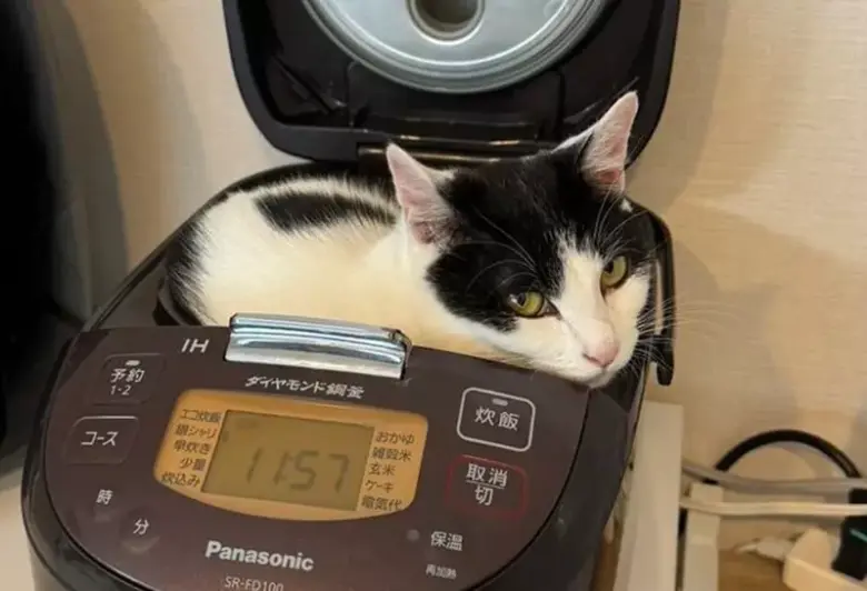 电锅里的猫咪温馨画面！有那么一瞬间让人觉得：干脆就住这里吧 - 偶像便利店