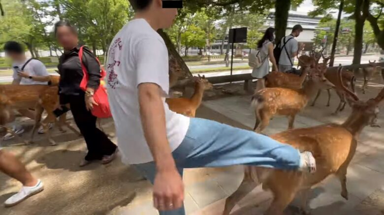 男子狠踢奈良鹿惹众怒！警方介入调查，现场宣传劝导游客 - 偶像便利店