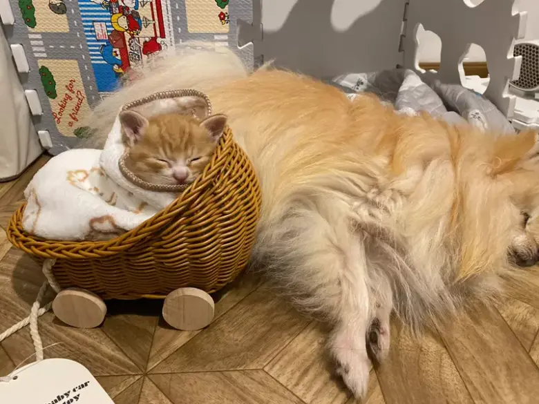 3COINS热卖商品“玩偶婴儿车”成网友心头好！家有小猫超合适 - 偶像便利店