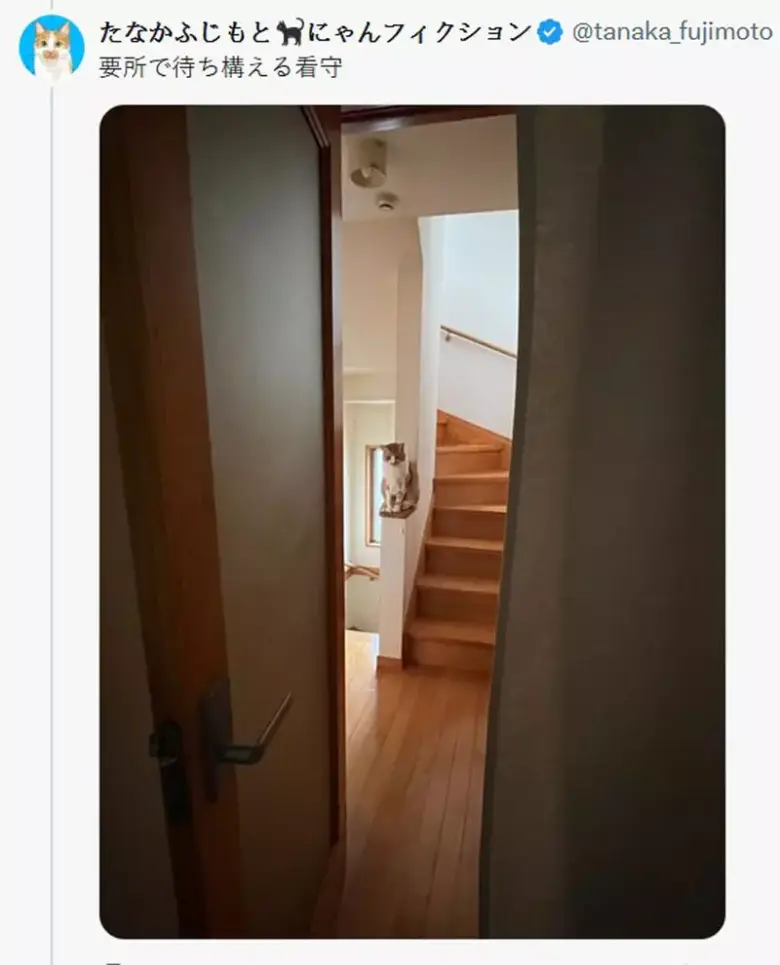 养猫人都懂的心慌时刻！“以为自己踩到猫”竟成普遍经历？ - 偶像便利店