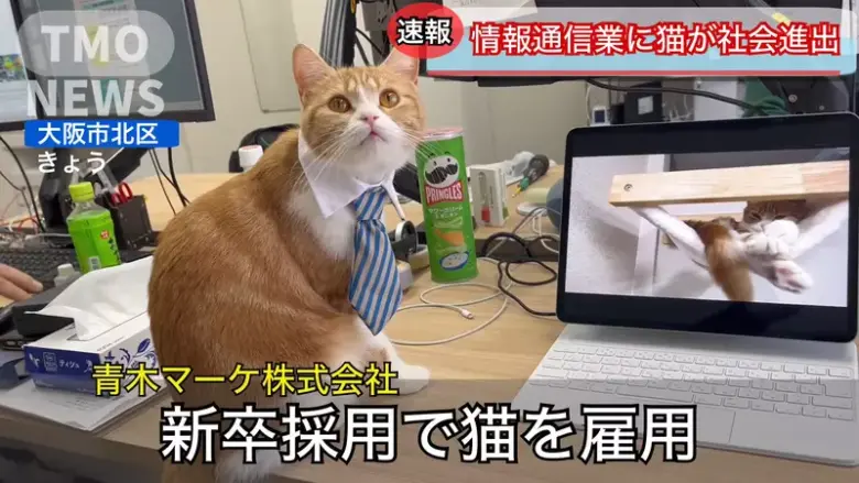 日本企业「招聘猫员工」，搞笑背后有真相：引猫入职场成解决少子化新奇招！ - 偶像便利店