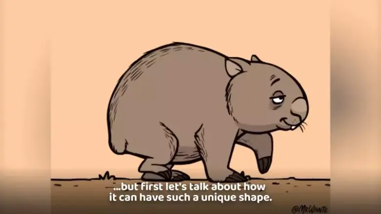 澳洲袋熊神技能曝光！除了排立方体便便，还能用屁股撞死掠食者 - 偶像便利店