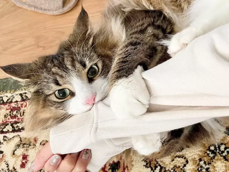 网友分享猫咪抚摸攻略！哪些区域OK，哪些不OK，详细区域划分给你看 - 偶像便利店