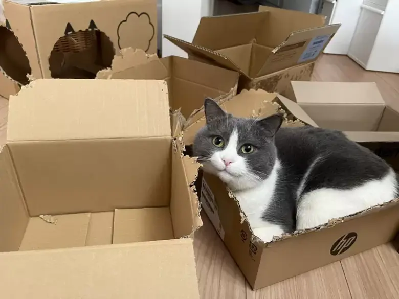 真实还是夸张？漫画家绘出“9种猫咪捣乱”方式，网友热议：猫猫真的超爱这样做！ - 偶像便利店