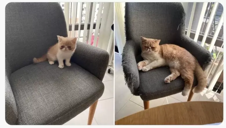 网友分享“猫猫成长照”，顺利长大，但椅子却被折腾得破破烂烂！ - 偶像便利店