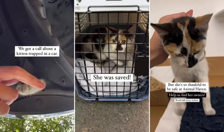 受困车内的猫猫伸出求助肉球，紧急救援全过程暖心上演！ - 偶像便利店