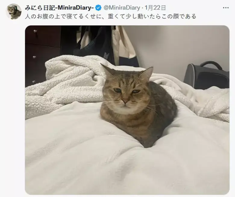 网友趣味记录猫猫日记，每天都有搞笑主题上演，主人和网友都笑翻了！ - 偶像便利店