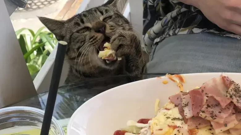 揭秘冲绳濑长岛的奇特现象，观光客的美食被流浪猫偷吃！这只猫真的是多年老练的惯犯吗？ - 偶像便利店