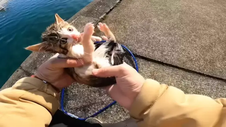 钓鱼YouTuber意外“钓到猫”！从钓客变宠物博主，流量竟暴增好几倍！ - 偶像便利店