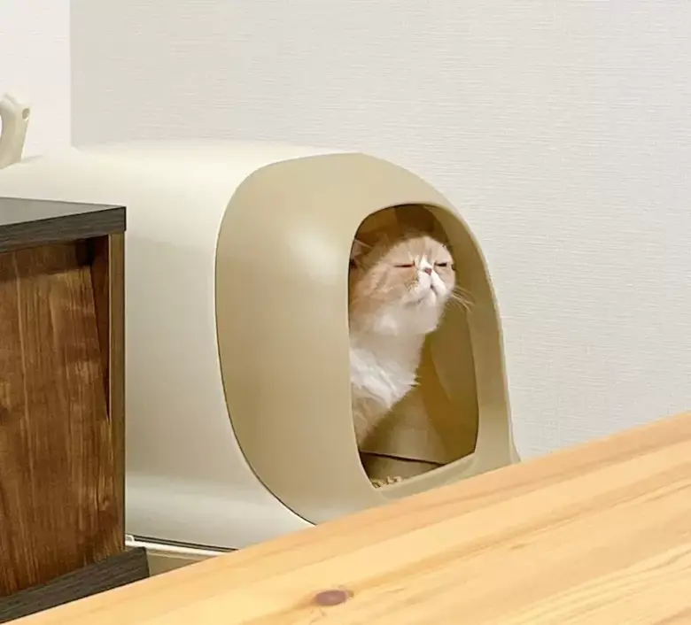 猫猫的大便表情锦标赛：各种细微表情大赏，这些猫咪真的太可爱了！ - 偶像便利店