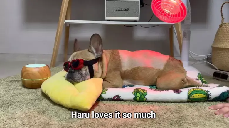 全方位疗愈狗狗康复大作战！护目镜、舒适毯子加香氛机，这样的治疗能直接拉满疗愈感吗？ - 偶像便利店