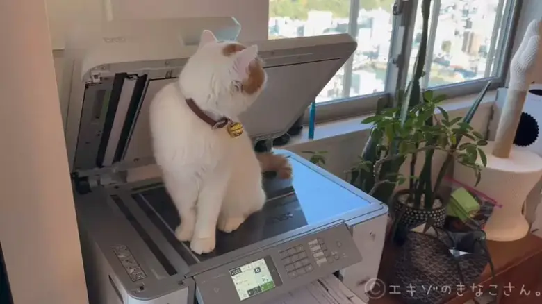 印表机被异国短毛猫霸占，工作暂停，无奈主人直接复印了一张猫咪自拍！ - 偶像便利店