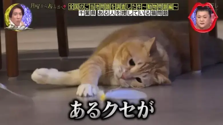 揭秘一只猫的奇异癖好，迷恋大叔鞋味已7年，究竟隐藏了哪些不为人知的秘密？ - 偶像便利店