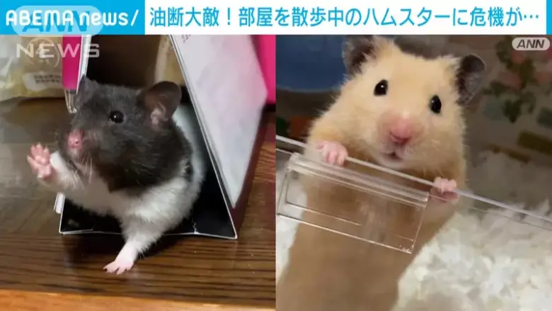 主人抓拍“仓鼠危机一发”：试图钻进裤管却悬空，吓得小短腿疯狂扑腾！ - 偶像便利店