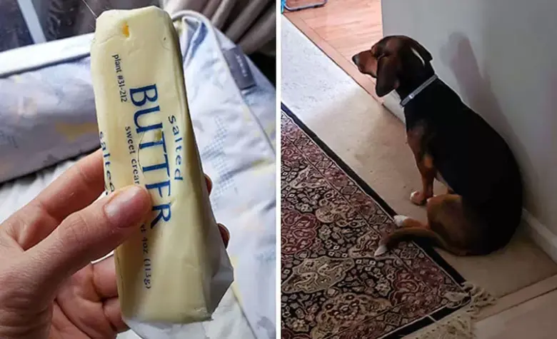 抓包毛孩偷吃食物！狗狗的搞笑反应：要么坦然承认，要么死不认账 - 偶像便利店