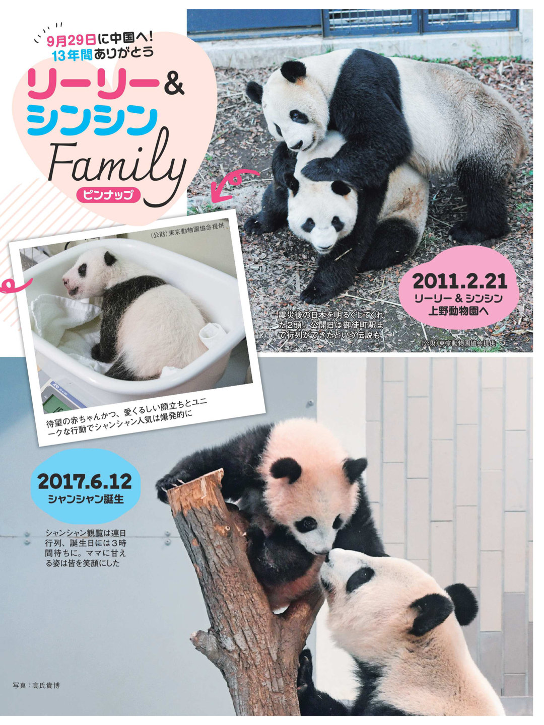 熊猫 女性自身 2024年 10月1·8日合併号 - 偶像便利店