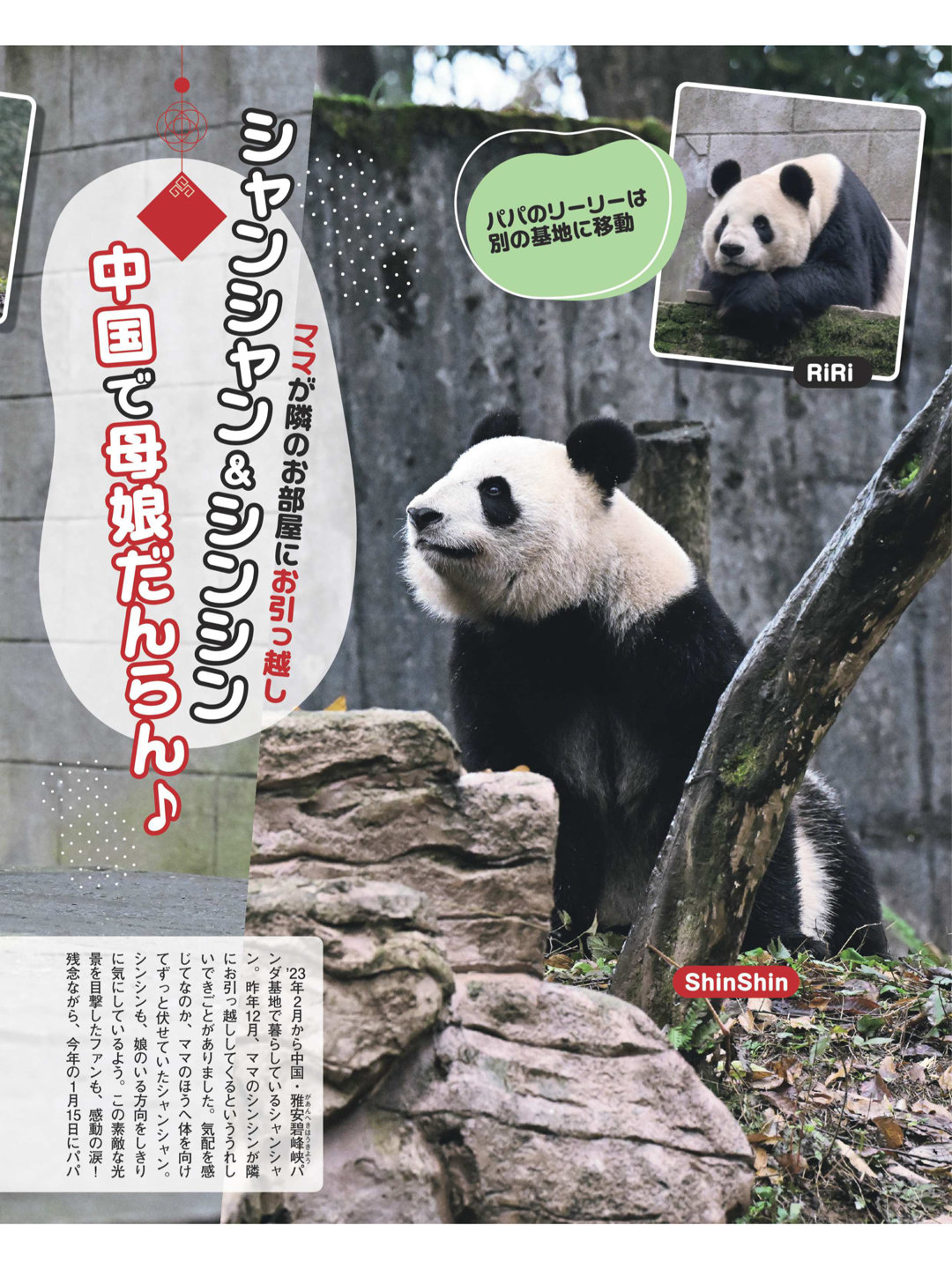 熊猫 女性自身 2025年 2月4日号 - 偶像便利店