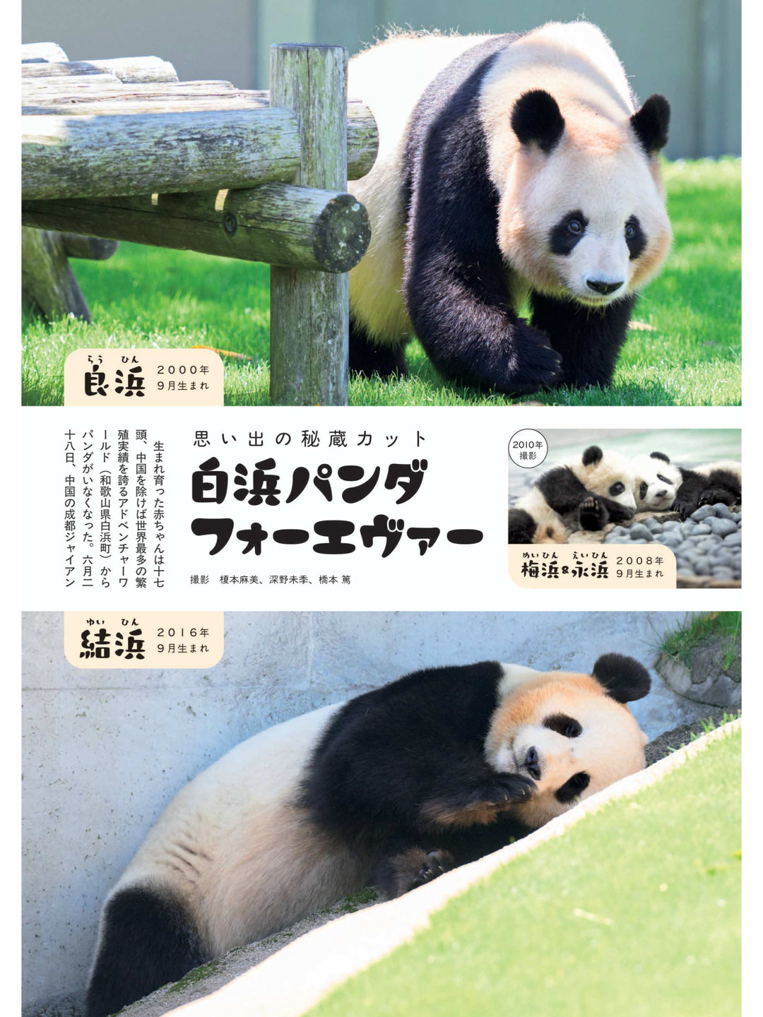 熊猫 週刊文春 2025年7月17日号 - 偶像便利店