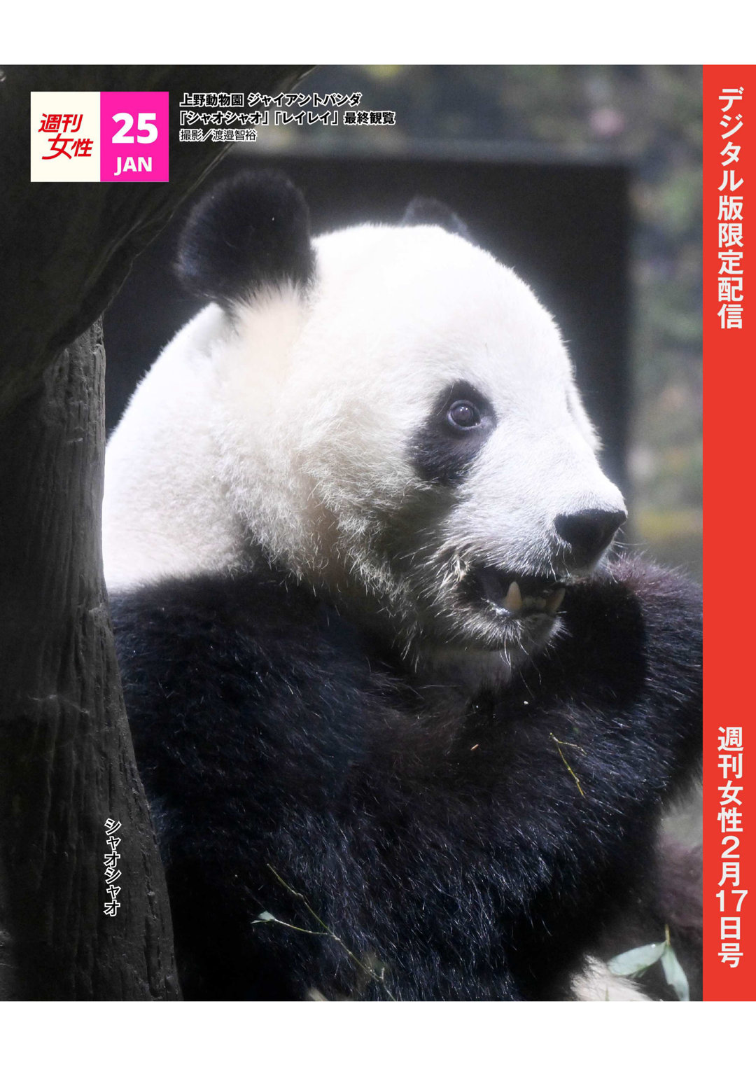 熊猫 週刊女性 2026年 2月17日号 - 偶像便利店